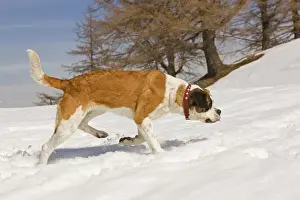 St Bernard Prints: Dog - St Bernard - Mountain Resuce dog in snowy mountain setting