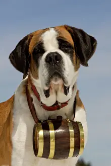 Working Prints: Dog - St Bernard - Mountain Resuce dog wearing barrel round neck