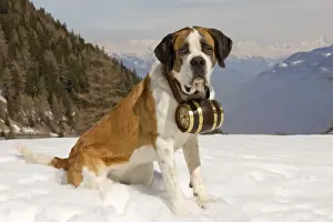 Dog - St Bernard - Mountain Resuce dog wearing barrel round neck in snowy mountain setting