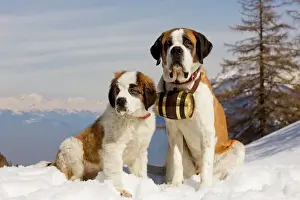 Working Prints: Dog - St Bernard - Mountain Resuce dog wearing barrel round neck in snowy mountain setting with puppy