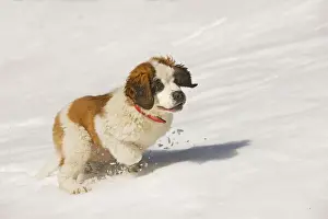 St Bernard Prints: Dog - St Bernard - puppy running in snow