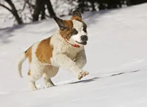 Dog - St Bernard - puppy running in snow