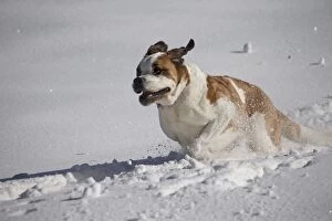 Rescue Gallery: Dog - St. Bernard running in snow