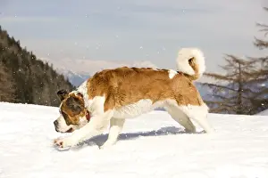 St Bernard Prints: Dog - St Bernard running in snow