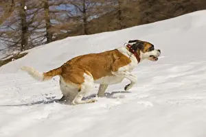 Dog - St Bernard - running in snow