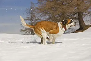 Dog - St Bernard - running in snow
