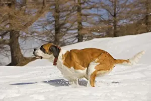 Dog - St Bernard - running in snow