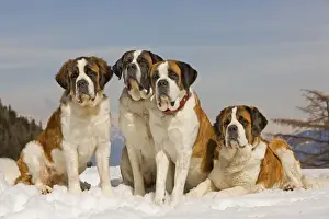 St Bernard Prints: Dog - St Bernard - four sitting in line in snow