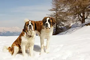 St Bernard Prints: Dog - St Bernard - two sitting in snow