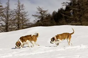 St Bernard Prints: Dog - St Bernard - two sniffing in snow