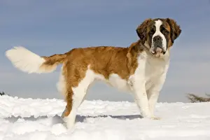 Dog - St Bernard - in snow