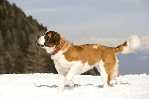 Dog - St Bernard in snow
