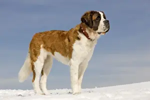 Dog - St Bernard - in snow