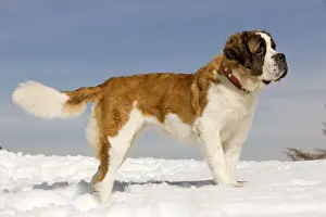 Dog - St Bernard - in snow
