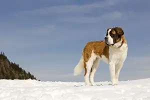 Dog - St Bernard - in snow