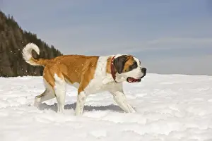 Dog - St Bernard - in snow