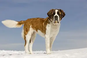 Dog - St Bernard - in snow