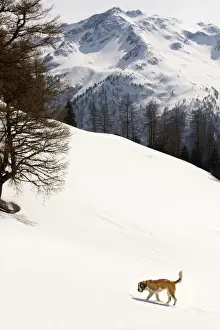 St Bernard Prints: Dog - St Bernard - in snowy mountain setting