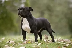 Images Dated 17th October 2010: Dog - Staffordshire Bull Terrier