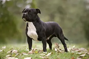 Smooth Haired Prints: Dog - Staffordshire Bull Terrier