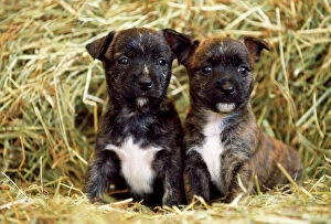 DOG - Staffordshire bull terrier Cross puppies