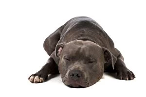 Dog - Staffordshire Bull Terrier laying down
