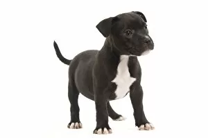 Images Dated 17th October 2010: Dog - Staffordshire Bull Terrier - puppy
