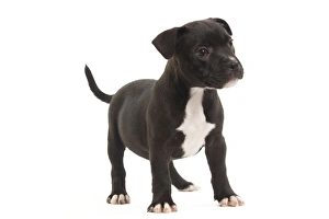 Dog - Staffordshire Bull Terrier - puppy Dog - Staffordshire Bull Terrier - puppy