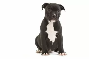 Images Dated 17th October 2010: Dog - Staffordshire Bull Terrier - puppy