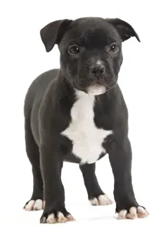 Dog - Staffordshire Bull Terrier - puppy