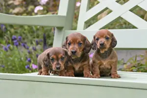 DOG. Standard Dachshund puppies, 6 weeks old, X3 sitting together on a bench in a garden