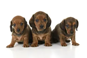 DOG. Standard Dachshund puppies, 6 weeks old, X2 sitting together, studio