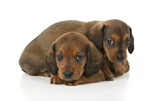 DOG. Standard Dachshund puppies, 6 weeks old, X2 laying together, studio