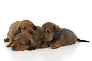 DOG. Standard Dachshund puppies, 6 weeks old, X3 laying together, studio