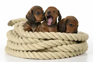 DOG. Standard Dachshund puppies, 6 weeks old, X3 sitting in a roll of rope, , studio