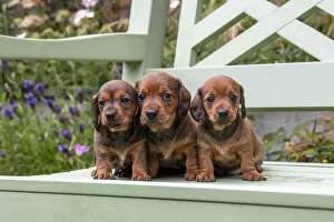 DOG. Standard Dachshund puppies, 6 weeks old, X3 sitting together on a bench in a garden Date: 18-03-2019