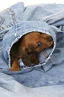 DOG. Standard Dachshund puppy, 6 weeks old, in denim jeans, studio
