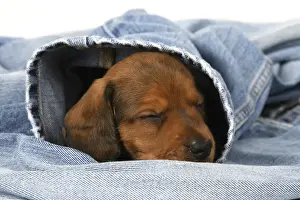 DOG. Standard Dachshund puppy, 6 weeks old, sleepy, in denim jeans, studio