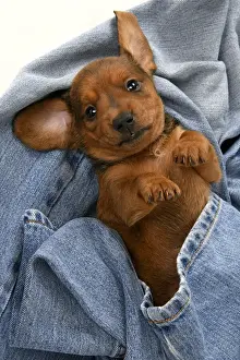 DOG. Standard Dachshund puppy, 6 weeks old, in denim jeans, studio
