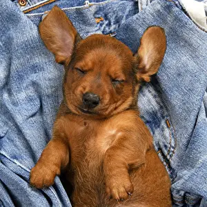DOG. Standard Dachshund puppy, 6 weeks old, sleepy, laying on its back in denim jeans, studio