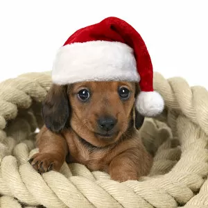 Images Dated 10th November 2021: DOG. Standard Dachshund puppy, 6 weeks old, sitting in a roll of rope, , studio, Date: 10-11-2021