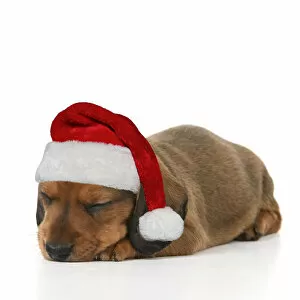 DOG. Standard Dachshund puppy sleeping wearing a red Santa hat Date: 18-03-2019