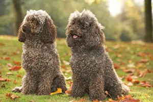 Dog - two Standard Poodle