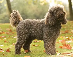 Dog - Standard Poodle