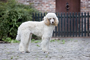 Images Dated 25th August 2010: Dog - Standard Poodle