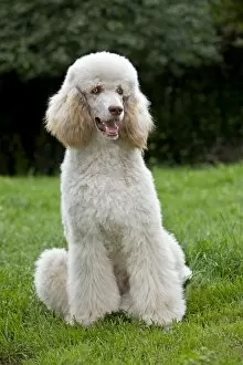 Images Dated 25th August 2010: Dog - Standard Poodle