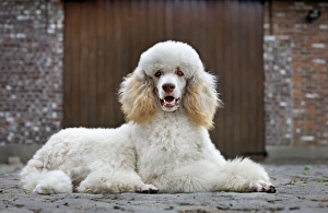 Images Dated 25th August 2010: Dog - Standard Poodle