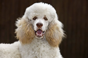 Images Dated 25th August 2010: Dog - Standard Poodle