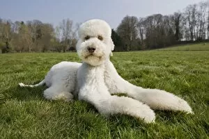 Images Dated 27th March 2011: Dog - Standard Poodle lying down
