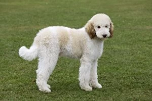 Dog - Standard Poodle - puppy